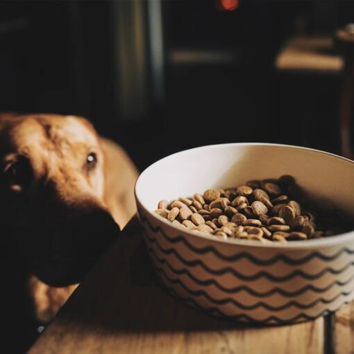 Hund tittar på en matskål med ett vågigt mönster på den