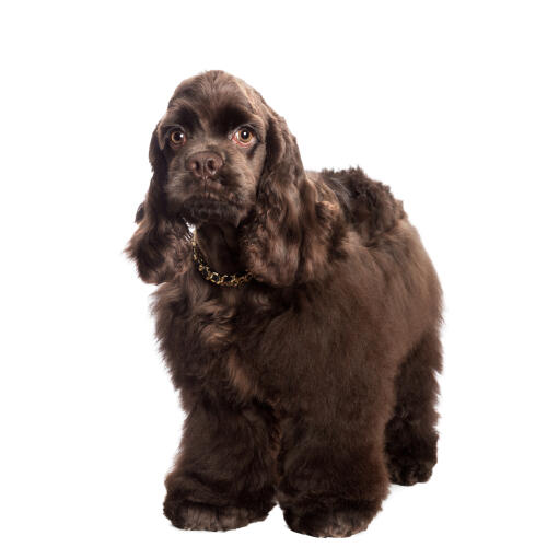 En smart chokladbrun amerikansk cocker spaniel med fluffig päls