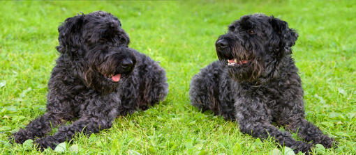 Två mörkpälsade kerry blue terrier som ligger prydligt i gräset