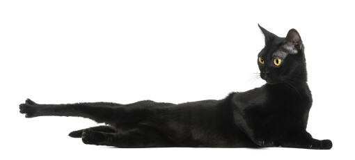 En atletisk bombay-katt som sträcker ut sig på Golvet