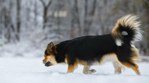 En tibetansk spaniel med en vacker buskig svans, som njuter av lite motion i Snow