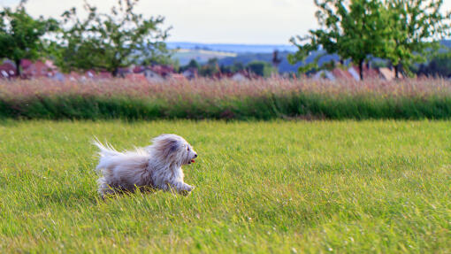 En elegant coton de tulear som njuter av det fria.