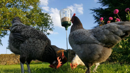 Flera kycklingar kan använda peckleksaken samtidigt - en del peckar, en del plockar upp spannmål.