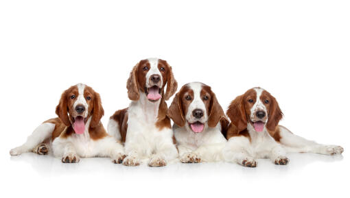 Fyra welsh springer spaniels ligger tillsammans, alla med vacker brun och vit päls