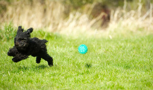 En liten, svart pudel som springer över gräset efter sin boll.