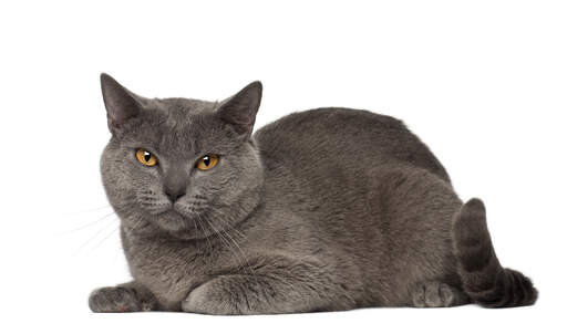 En plyschbeklädd chartreux-katt som ligger ner