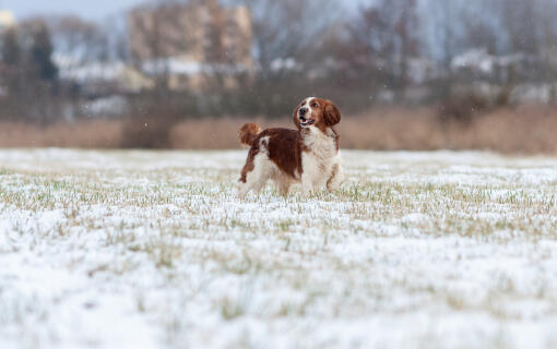 En vacker, brun welsh springer spaniel som njuter av det hårda vädret