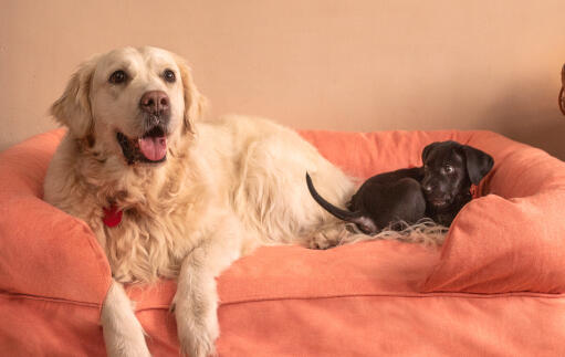 En stor vit hund och en liten svart hund på en stor 42 rosa bolster säng
