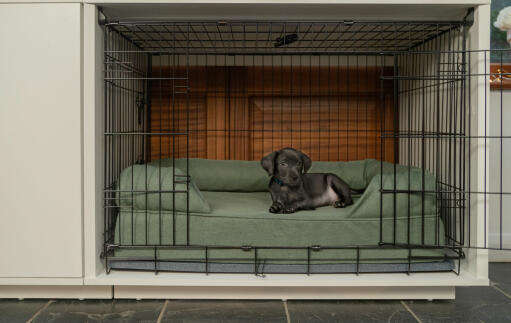 En liten svart hund i en liten Fido Studio 24 med en grön säng och en garderob.