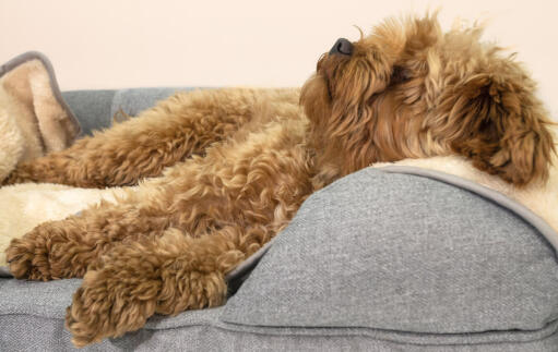 En liten brun hund som sover på en grå bolsterbädd med en cremefärgad plyschfilt på den