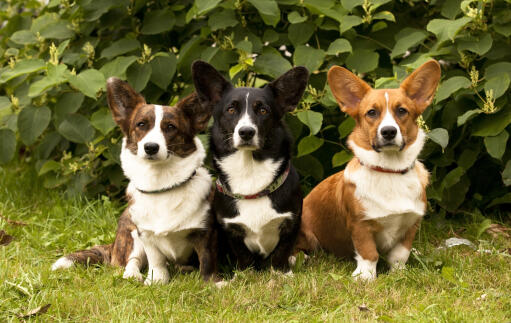 Tre vuxna pembroke welsh corgis, alla med olika, vackert färgade pälsar