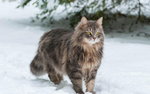 Sibirisk katt ute i naturen Snow