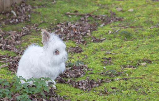 EnGora kanin med en otroligt vit päls och fluffiga öron.