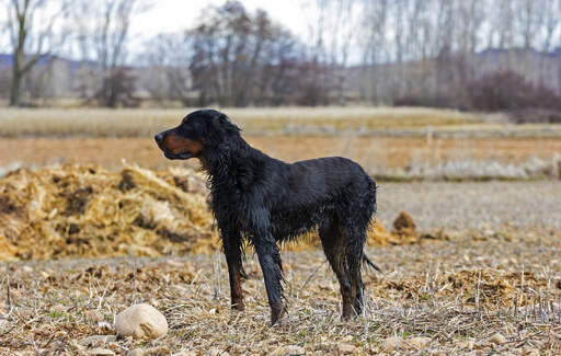 En blöt Gordon setter som njuter av lite motion utomhus.