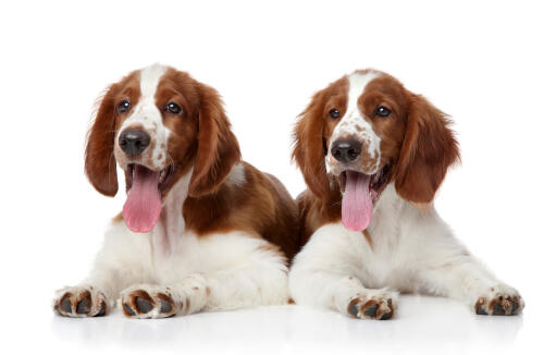 Två underbara, små welsh springer spaniel valpar som ligger tillsammans