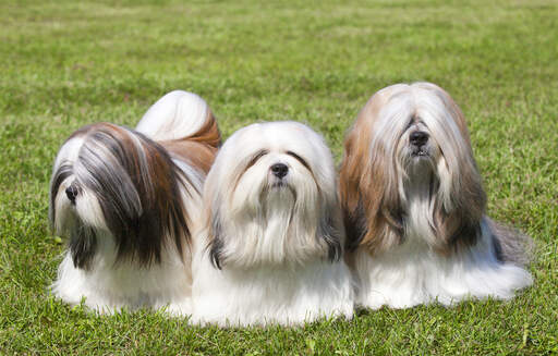 Lhasa apso Hundar |