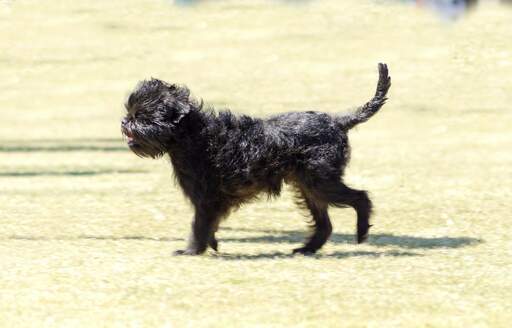 En liten skrovlig affenpinscher som njuter av en promenad