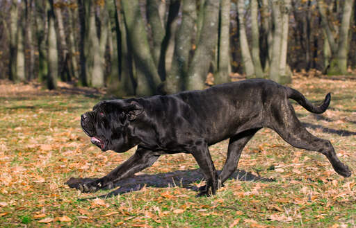 Den neapolitanska mastiffens otroligt långa och starka kropp