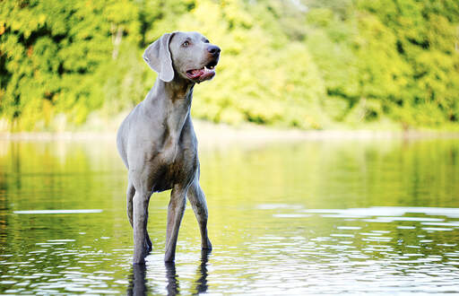 En vuxen weimaraner som står upp i vattnet och väntar på ett kommando.