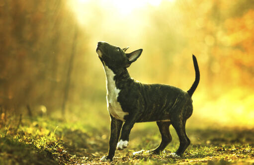 En liten, fin, svart bullterrier som leker i solen