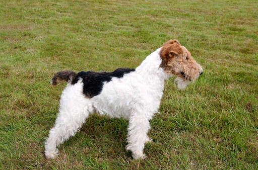 En frisk vuxen wire fox terrier som visar upp sin vackra, korta kropp