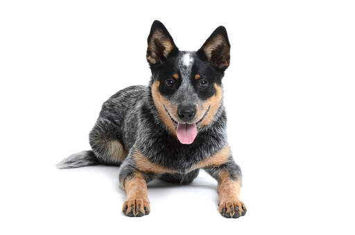 En ung mörkpälsad australian cattle dog med en härlig tjock päls