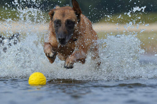 En kraftfull belgisk herdehund (malinois) som plaskar i vatten