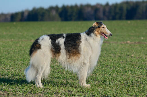 En vuxen borzoi med lång, rynkig päls som står högt.