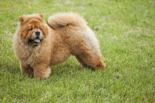 En frisk vuxen chow chow som visar upp sin vackra, buskiga svans.