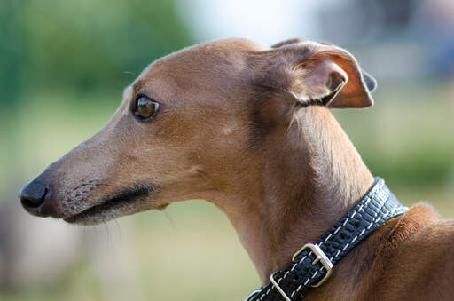 En närbild av en italiensk greyhounds underbara långa nos.