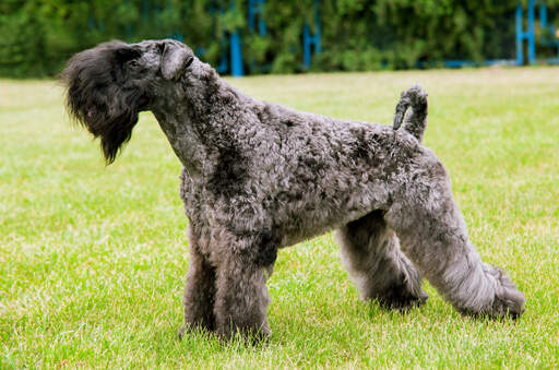 En kerry blue terrier som visar upp sin vackra tjocka, ulliga päls