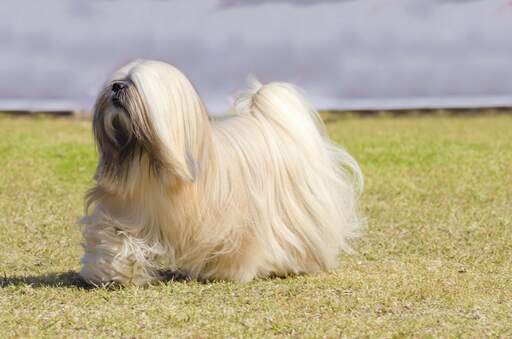 En frisk, vuxen lhasa apso som visar upp sin vackra, långa och välvårdade päls.