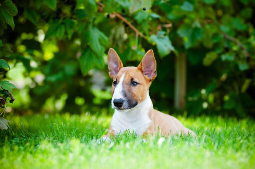 En frisk, liten miniatyrbullterrier som ligger i gräset och njuter av solen.