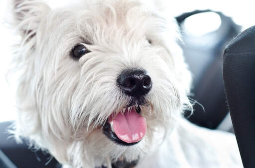 En närbild av en west highland terriers vackra vita päls en svart knappnäsa