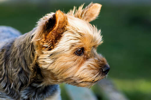 En närbild av en yorkshire terriers korta, tjocka, trådiga päls