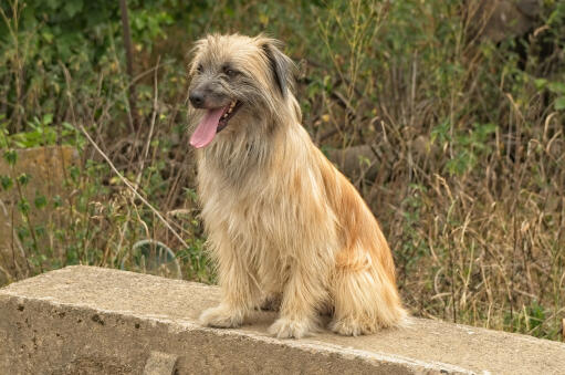 Pyreneisk fårhund-sittande