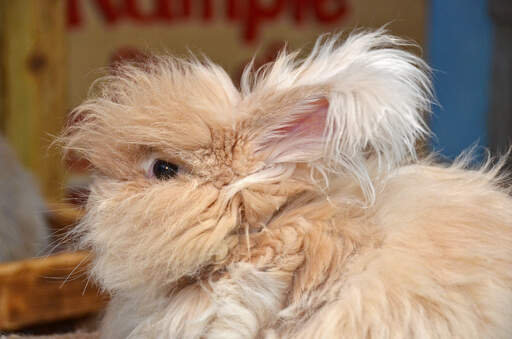 En närbild av enGora kanins vackra fluffiga öron.