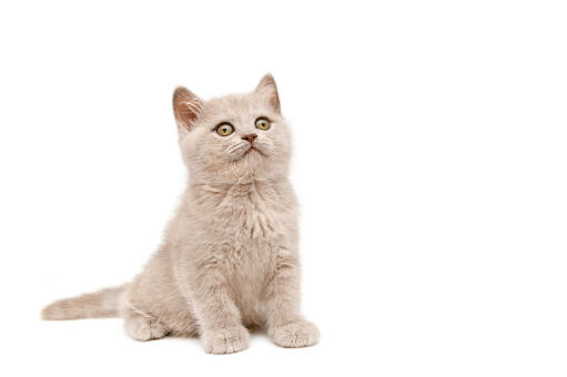 Brittisk korthårig colourpoint kattunge som sitter mot en vit bakgrund.