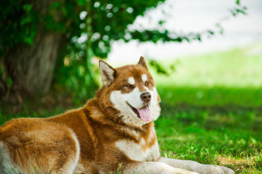 En brun och vit alaskan malamute vilar ute på gräset