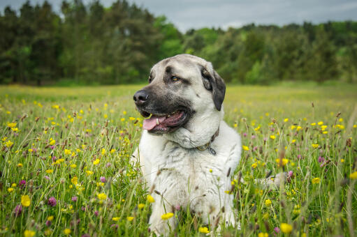 En frisk, vuxen anatolisk herdehund som ligger ner i gräset