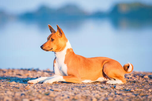 En ung, brun basenji som ligger snyggt på klipporna