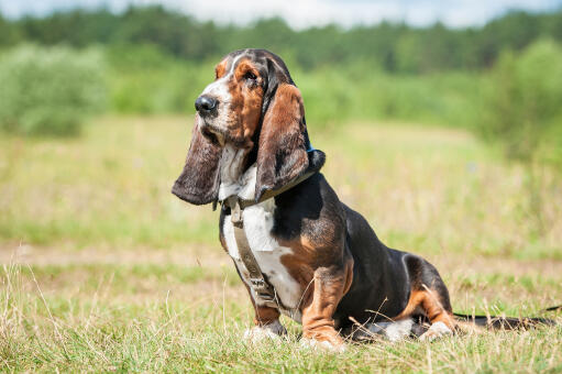 En frisk, vuxen bassethound, som sitter mycket prydligt.