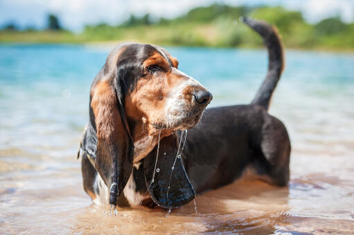 En vuxen bassethound som njuter av vattnet