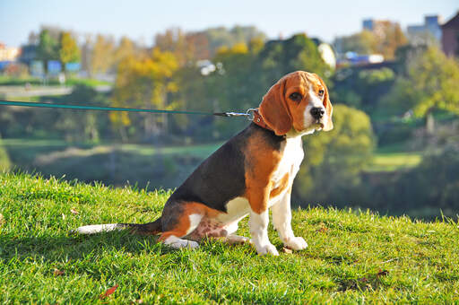 En beaglevalp av hane, med en härlig, kort och tjock päls.