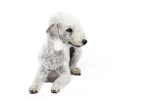 En vacker vuxen bedlington terrier som ligger stilla