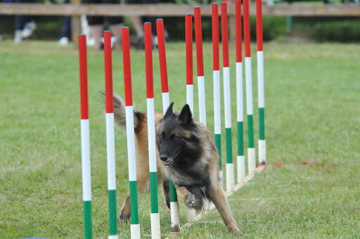 En smidig belgisk herdehund (tervueren) på en agilitybana