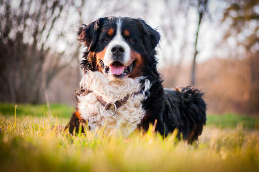 En vacker vuxen bernese bergshund som ligger i gräset