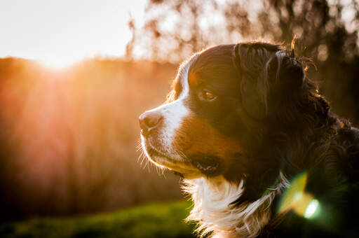 En närbild av en bernese mountain dog's korta nos och tjocka, mörka päls