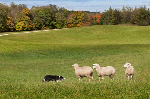 En tränad border collie i den perfekta miljön för boskapsskötsel