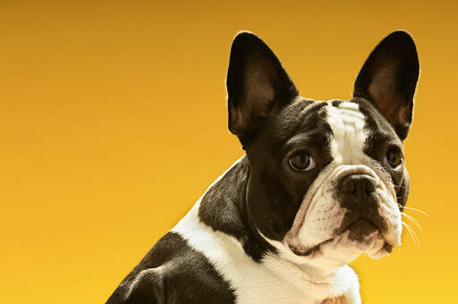 En närbild av en boston terriers vackra stora öron En närbild av en boston terriers vackra stora öron